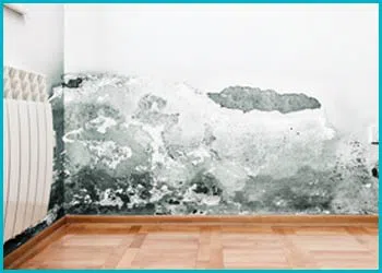 Miami Restoration Company Miami, FL 786-312-1354 - cont-img-mold