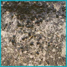 Miami Restoration Company Miami, FL 786-312-1354 - sidebar-mold